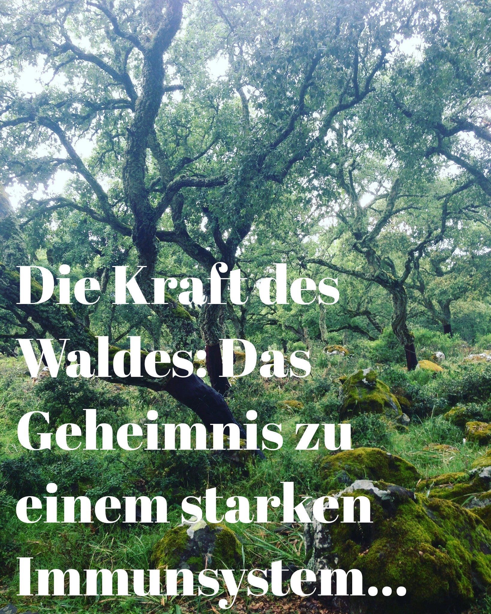 Das Geheimnis zu einem starken Immunsystem