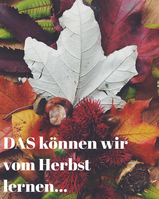 DAS können wir vom Herbst lernen 🍁