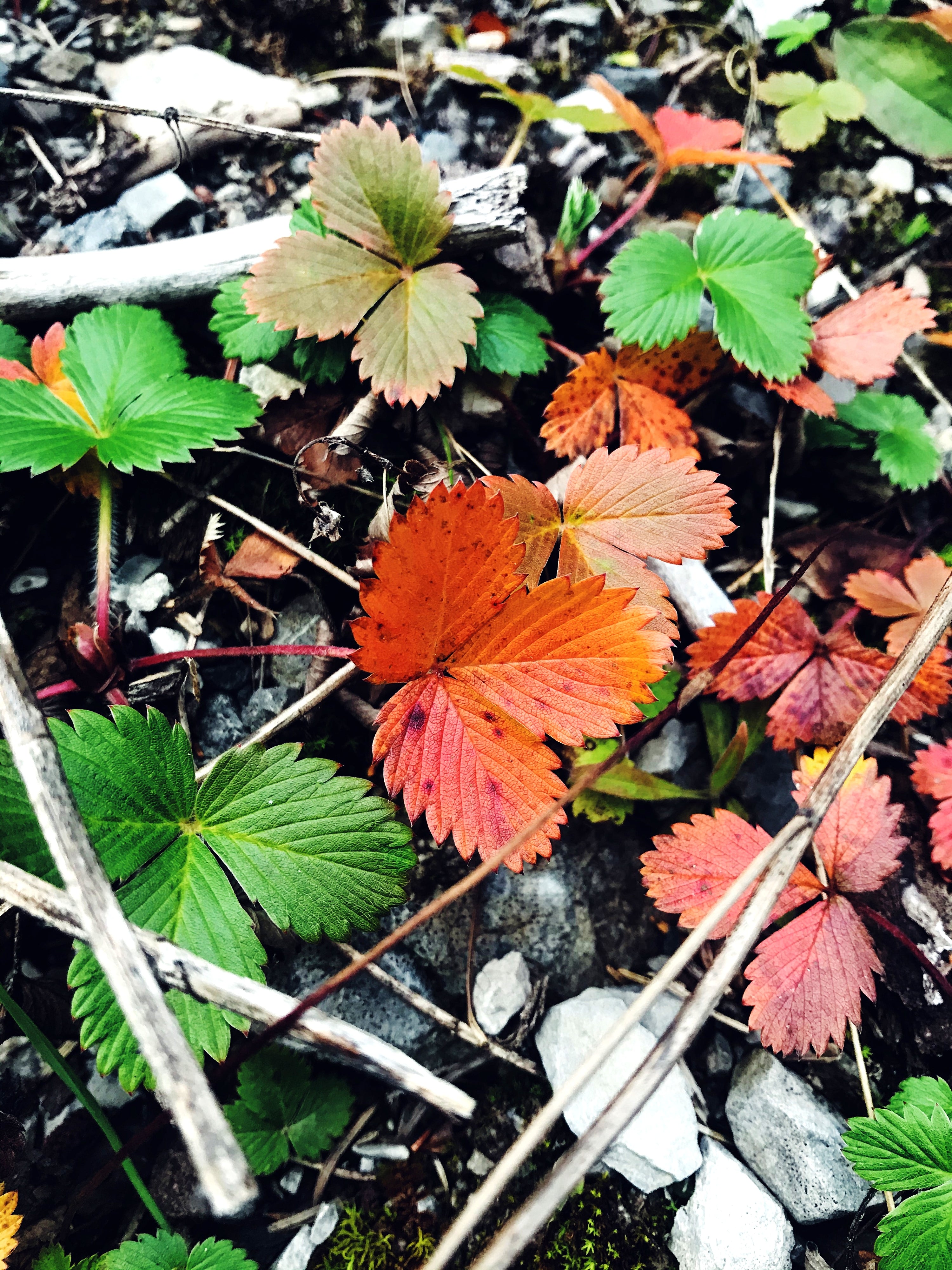 Was man auch im Herbst so Schönes mit Erdbeerblättern anstellen kann? 🍂
