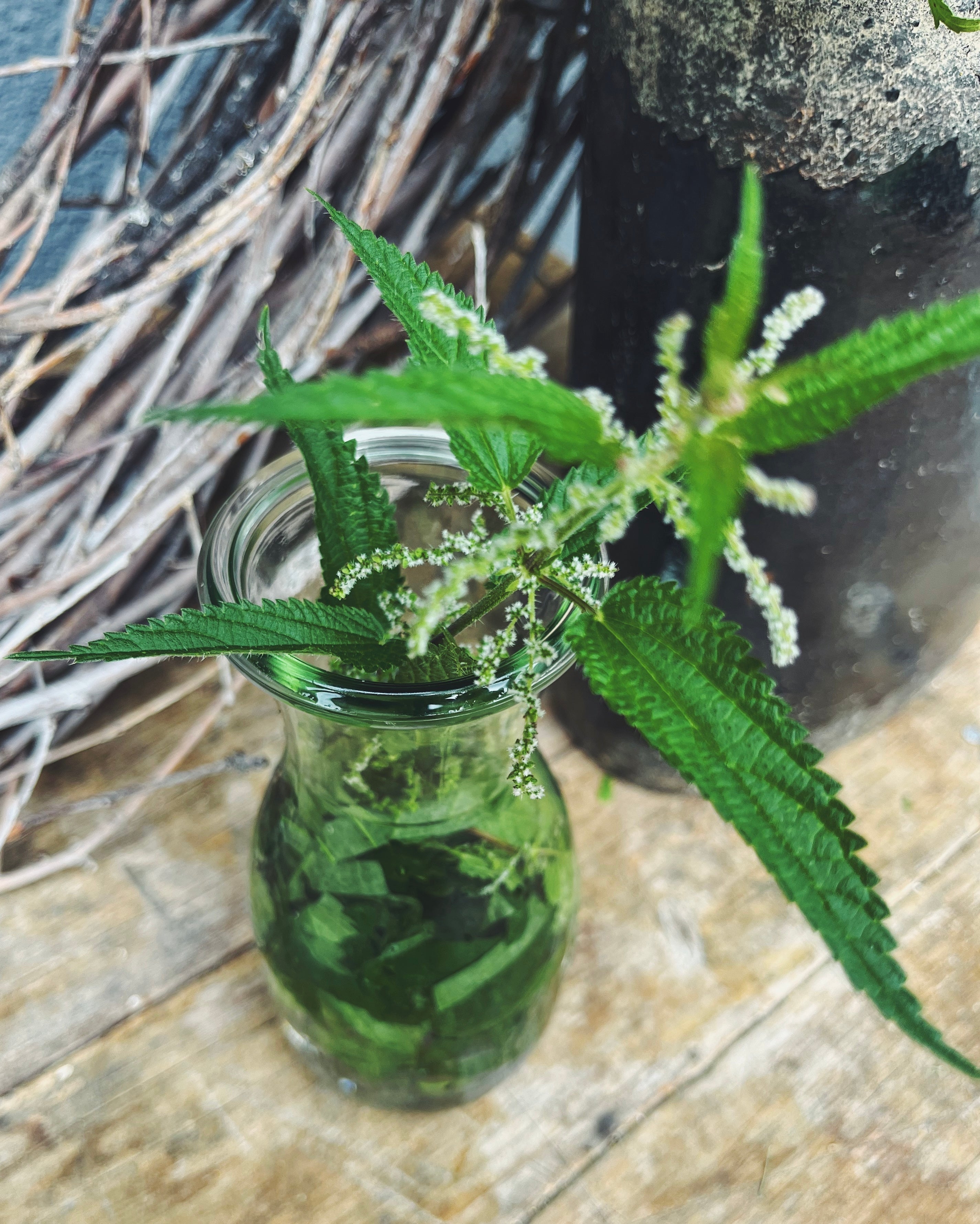 Geheimtipp: Brennnessel-Saure Rinse für gesundes Haar! 🌿🚿